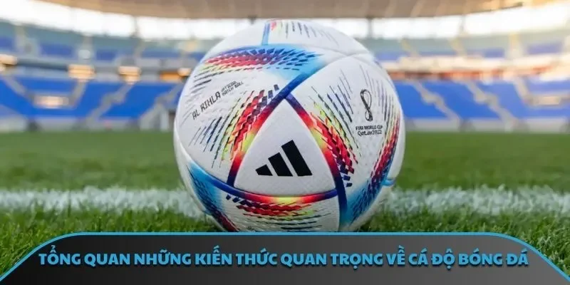 Tổng quan những kiến thức quan trọng về cá độ bóng đá