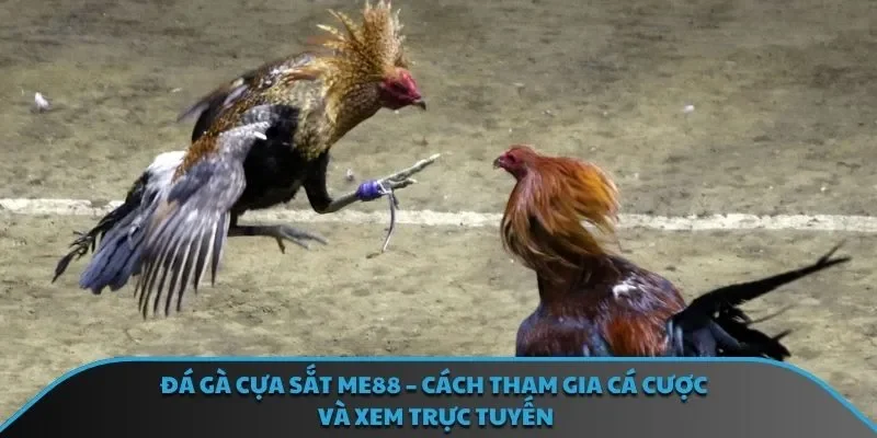 đá gà cựa sắt ME88
