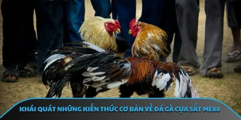 Khái quát những kiến thức cơ bản về đá gà cựa sắt ME88