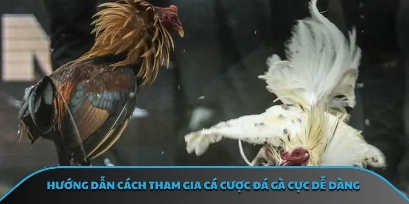 Hướng dẫn cách tham gia cá cược đá gà cực dễ dàng