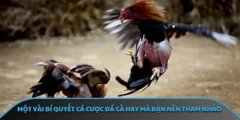 Một vài bí quyết cá cược đá gà hay mà bạn nên tham khảo