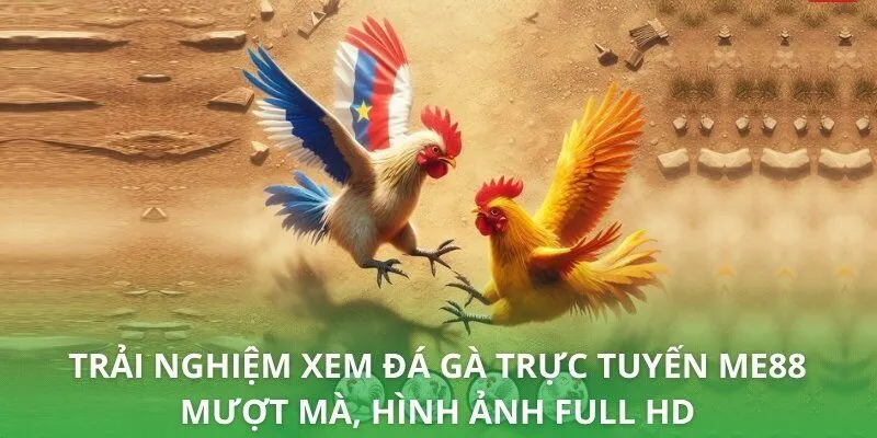 Trải nghiệm xem đá gà trực tuyến ME88 mượt mà, hình ảnh Full HD