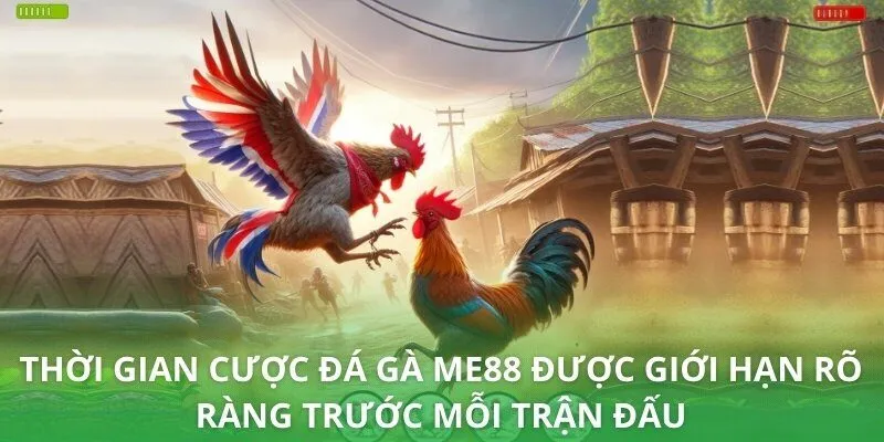Thời gian cược đá gà ME88 được giới hạn rõ ràng trước mỗi trận đấu