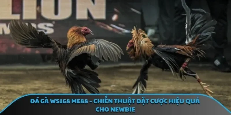 Tổng quan những thông tin quan trọng về đá gà ws168