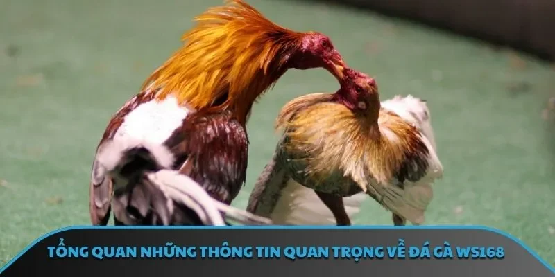 Danh sách các giống gà được ưa chuộng nhất trong cá cược