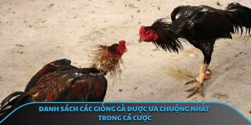 Những thủ thuật cá cược chiến kê hiệu quả nhất 2025